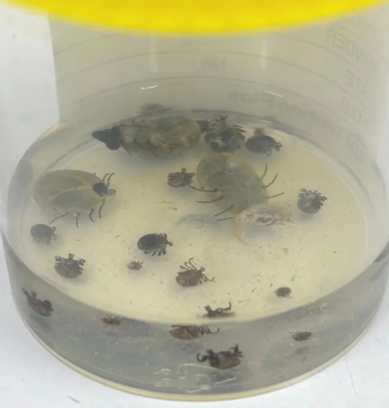 Newport paralysis ticks

