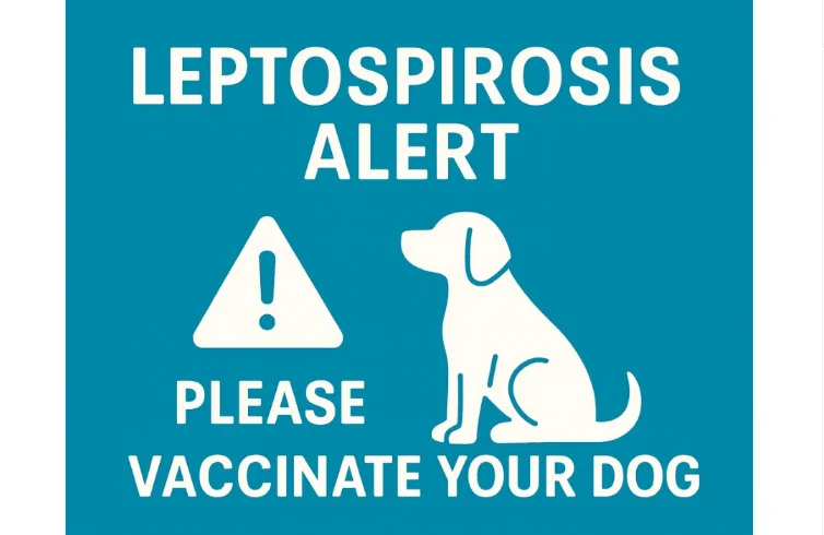  Sydney Animal Hospitals